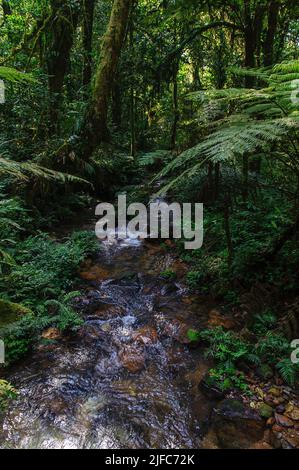 La foresta pluviale e un piccolo ruscello nel Parco Nazionale impenetrabile di Biwindi, Uganda. Foto Stock