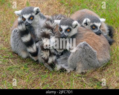 Lemure con coda ad anello Lemur catta accoccolata insieme Foto Stock