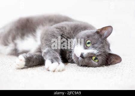 Un gatto corto grigio e bianco con occhi verdi distesi in posizione capovolta e rilassata Foto Stock