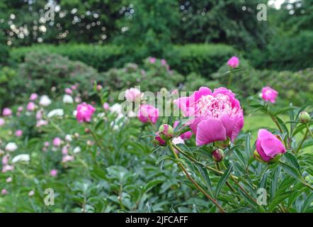 Peonie rosa che fioriscono nel giardino estivo. Fragranti peonie rosa. Foto Stock