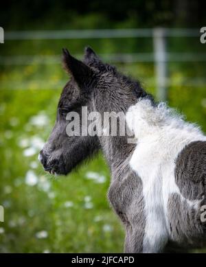 Pinto cavallo islandese volpe Foto Stock