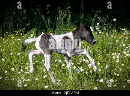 Pinto islandese che corre in pascolo estivo Foto Stock