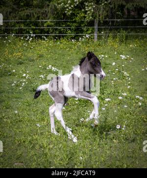 Pinto islandese che corre in pascolo estivo Foto Stock