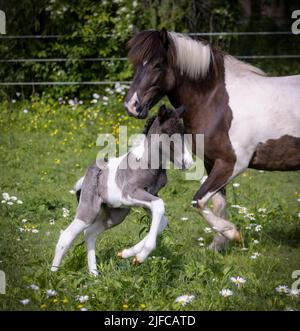 Icelandic Horse mare e il suo fallo nel pascolo estivo Foto Stock