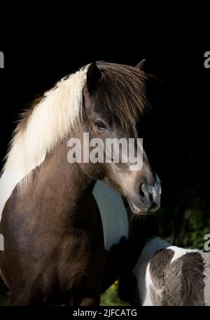 Bella pinto islandese cavallo mare Foto Stock