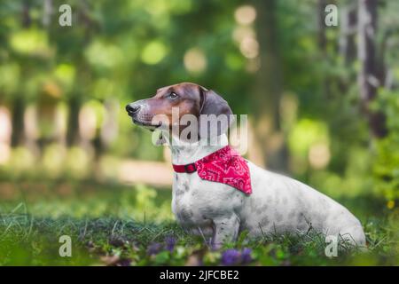 Dachshund seduta obbediente e guardando verso il proprietario. Ritratto di carino cane Dachshund che indossa una bandana rossa nel parco in natura durante il giorno in primavera Foto Stock