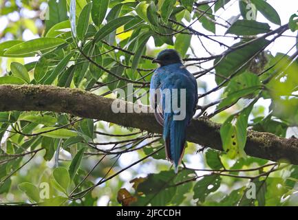 Quetzal (Pharomachrus mocino costaricensis) maschio immaturo arroccato sul ramo Monteverde, Costa Rica, Marzo Foto Stock