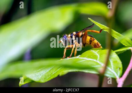 Virginia Flower Fly (Milesia virginiensis) - Bracken Preserve, Brevard, Carolina del Nord, USA Foto Stock