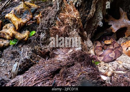 Testa di copperone orientale (Agkistrodon contortrix) avvolta in ceppo di albero mentre un serpente di garter orientale (Thamnophis sirtalis sirtalis) pokes la sua testa fuori vicino Foto Stock