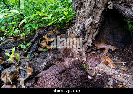 Testa di copperone orientale (Agkistrodon contortrix) avvolta in ceppo di albero mentre un serpente di garter orientale (Thamnophis sirtalis sirtalis) pokes la sua testa fuori vicino Foto Stock