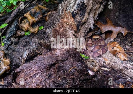 Testa di copperone orientale (Agkistrodon contortrix) avvolta in ceppo di albero mentre un serpente di garter orientale (Thamnophis sirtalis sirtalis) pokes la sua testa fuori vicino Foto Stock