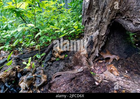 La testa di copperone orientale (Agkistrodon contortrix) si avvolse in un ceppo di albero mentre un serpente di garter orientale ignoziente (Thamnophis sirtalis sirtalis) si avvicina Foto Stock