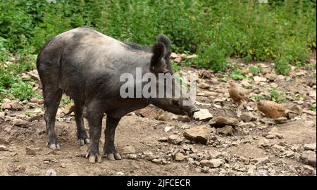 Un cinghiale femmina, muta e dribbling. Foto Stock