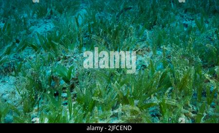 Primo piano del Seagrass Halophila. La telecamera si sposta in avanti sopra il fondale coperto di verde. Paesaggio subacqueo. Mar Rosso, Egitto Foto Stock