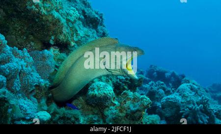 Primo piano ritratto di Moray con bocca aperta sbucciate dal suo nascondiglio. Moray Eel dal naso giallo (Gymnothorax nudivomer) Mar Rosso, Egitto Foto Stock