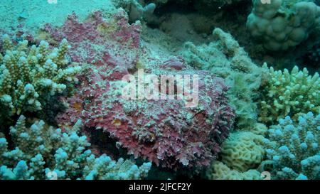 Primo piano di Stonefish rosa giace sui coralli. Reef Stonefish (Synanceia verrucosa). Mar Rosso, Egitto Foto Stock