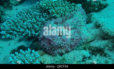 Primo piano di Stonefish rosa giace sui coralli. Reef Stonefish (Synanceia verrucosa). Mar Rosso, Egitto Foto Stock