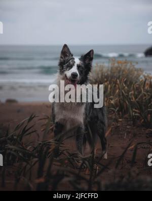 collie di confine in posa sulla spiaggia Foto Stock