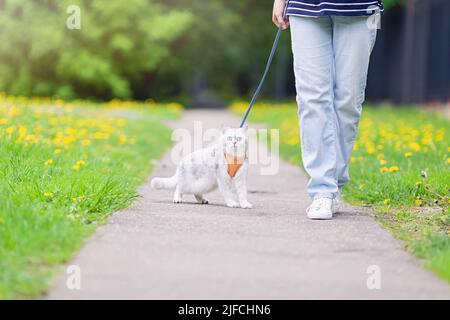 Affascinante gatto britannico bianco, camminando con il proprietario nel parco, in primavera, vestito con un'imbracatura arancione. Foto Stock