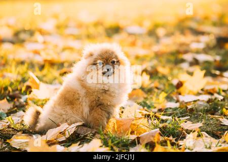 Divertente giovane Puppy rosso Pomeranian Spitz Puppy Dog posa all'aperto in autunno erba Foto Stock