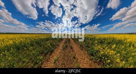 Campo di canola fiorente con sagoma trattore e cielo blu con nuvole bianche - panorama ultraampio in proiezione rettlineare Foto Stock