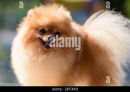 La bella Pomerania è illuminata dal sole. Il cane si è bloccato fuori la lingua e guarda felicemente a destra. Verticale. Primo piano. Foto Stock