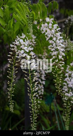 Primo piano dettagliato di una Wisteria floribunda 'Alba' Foto Stock