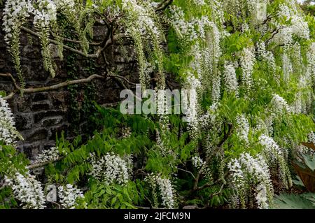 Primo piano dettagliato di una Wisteria floribunda 'Alba' Foto Stock