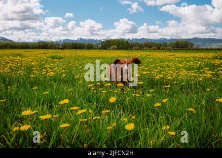 Primavera stagionale allergia concetto con cane felice che corre tra fiori in fiore Foto Stock