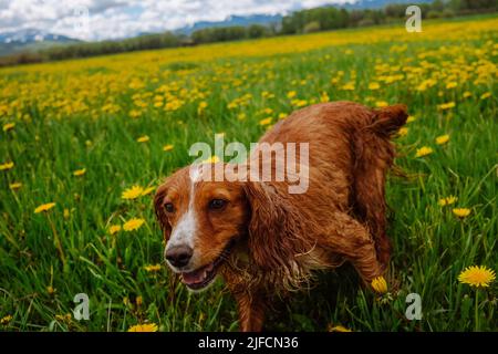 Primavera stagionale allergia concetto con cane felice che corre tra fiori in fiore Foto Stock