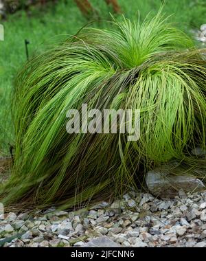 Primo piano dettagliato di un albero di erba di Johnson 'Xanthorrhoea johnsonii' Foto Stock