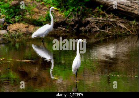 Due Egrets si levano in piedi immobile mentre aspettano il pesce per venire abbastanza vicino per pescare. Foto Stock