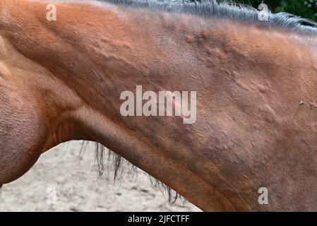 Orticaria o ruote allergiche su un collo di cavalli Foto Stock