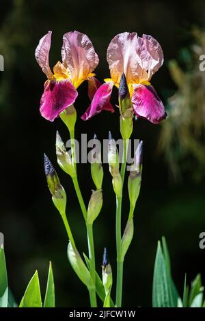 Un paio di alti Irises Bearded splendidamente offset da uno sfondo scuro e ombreggiato. Foto Stock