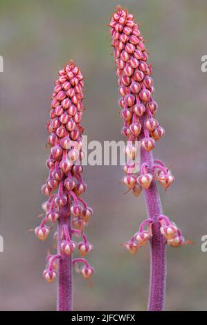 Gambi di fiori selvatici Pinedrops Foto Stock