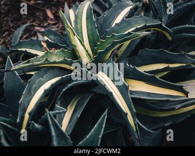 Il genere Agave è principalmente noto per le sue specie succulente e xerofitica che formano tipicamente grandi rosette di foglie forti e carnose Foto Stock