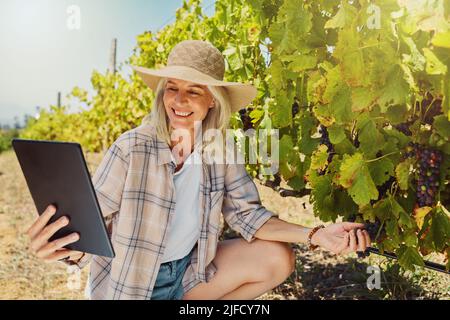 Un agricoltore senior che raccoglie uve rosse fresche da una pianta in un vigneto utilizzando un tablet digitale. Donna anziana che tocca le colture e produce sul vino Foto Stock