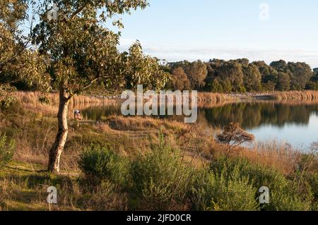 Karkarook Park è un parco metropolitano di 15 ettari a Moorabbin, Melbourne, Victoria, Australia, che comprende una zona umida artificiale e un lago pieno di pesce Foto Stock