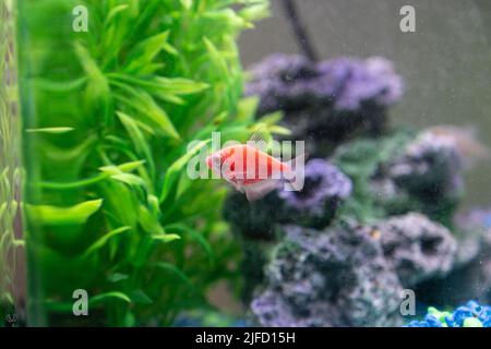 glo fish tetra nuoto nel serbatoio del pesce tra piante e barriere coralline Foto Stock