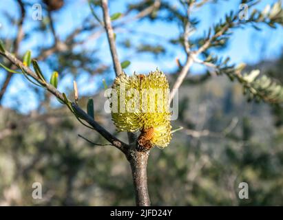 Una Banksia marginata (banksia d'argento) fiorita adiacente al Wineglass Bay Track all'interno del Parco Nazionale Freycinet in Tasmania, Australia. Foto Stock