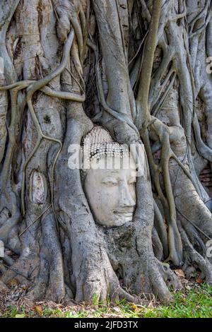 Una testa di Buddha si è intrecciata all'interno delle radici di un albero in Wat Mahathat (Tempio della Grande Reliquia), un tempio buddista in Ayutthaya Thailandia. Foto Stock