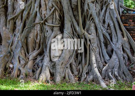 Una testa di Buddha si è intrecciata all'interno delle radici di un albero in Wat Mahathat (Tempio della Grande Reliquia), un tempio buddista in Ayutthaya Thailandia. Foto Stock