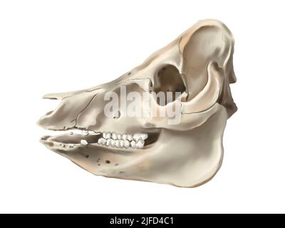 Illustrazione di acquerello di un cranio di maiale. Cranio di animale realistico Foto Stock