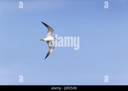 Caspian tern Hydroprogne caspia, volo adulto, RSPB Minsbere Nature Reserve, Suffolk, Inghilterra, giugno Foto Stock