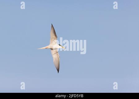 Albifroni piccola terna, adulto che vola con pesce in becco, Suffolk, Inghilterra, giugno Foto Stock