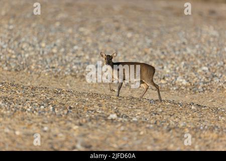 Muntjac Deer Muntiacus reevesi, adulta a piedi sulla spiaggia, Suffolk, Inghilterra, giugno Foto Stock