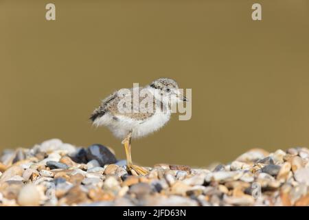 Ardesia ad anello Charadrius hiaticula, pulcino in piedi sulla spiaggia di ghiaia, Suffolk, Inghilterra, giugno Foto Stock