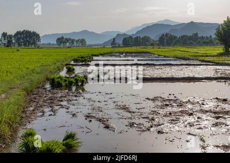 Campi allagati pronti per il trapianto di piantine di riso in Pakistan Foto Stock