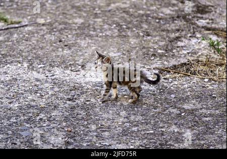 Particolare di animale abbandonato in strada, solitudine e dolore Foto Stock