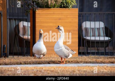 Bella coppia di oche vicino alla veranda del cottage con mobili da esterno. Giornata di sole in campagna. Uccelli sullo sfondo di un arancio w Foto Stock